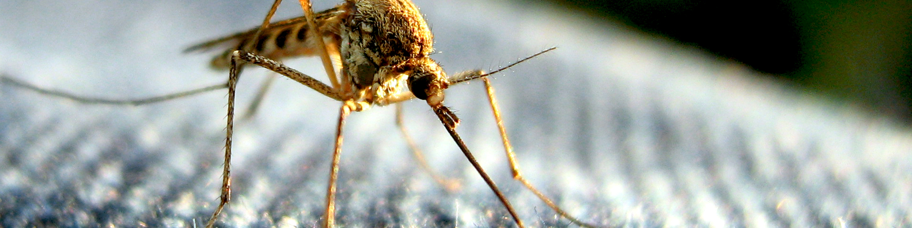 Mosquito transmitting malaria