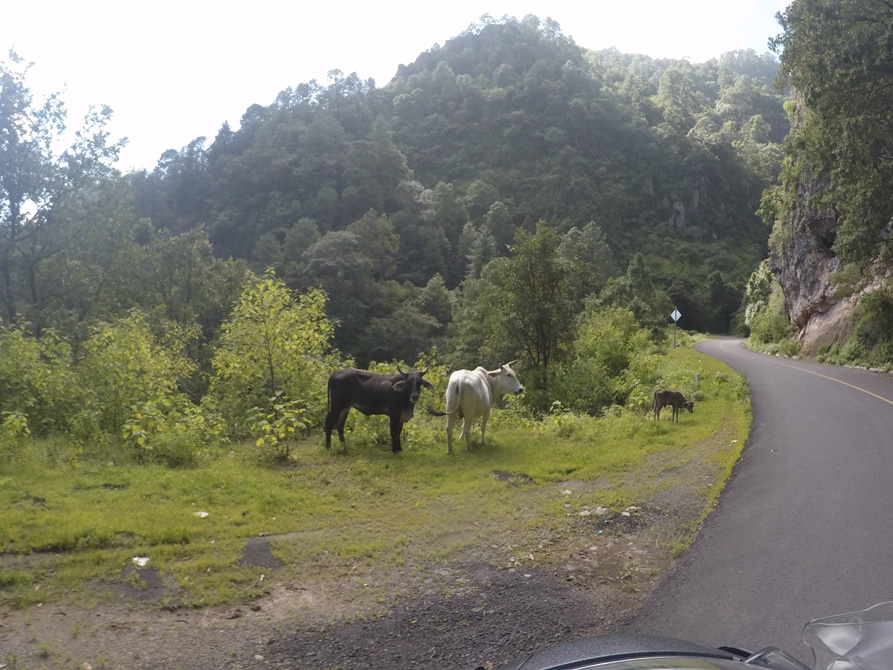 Local Residents