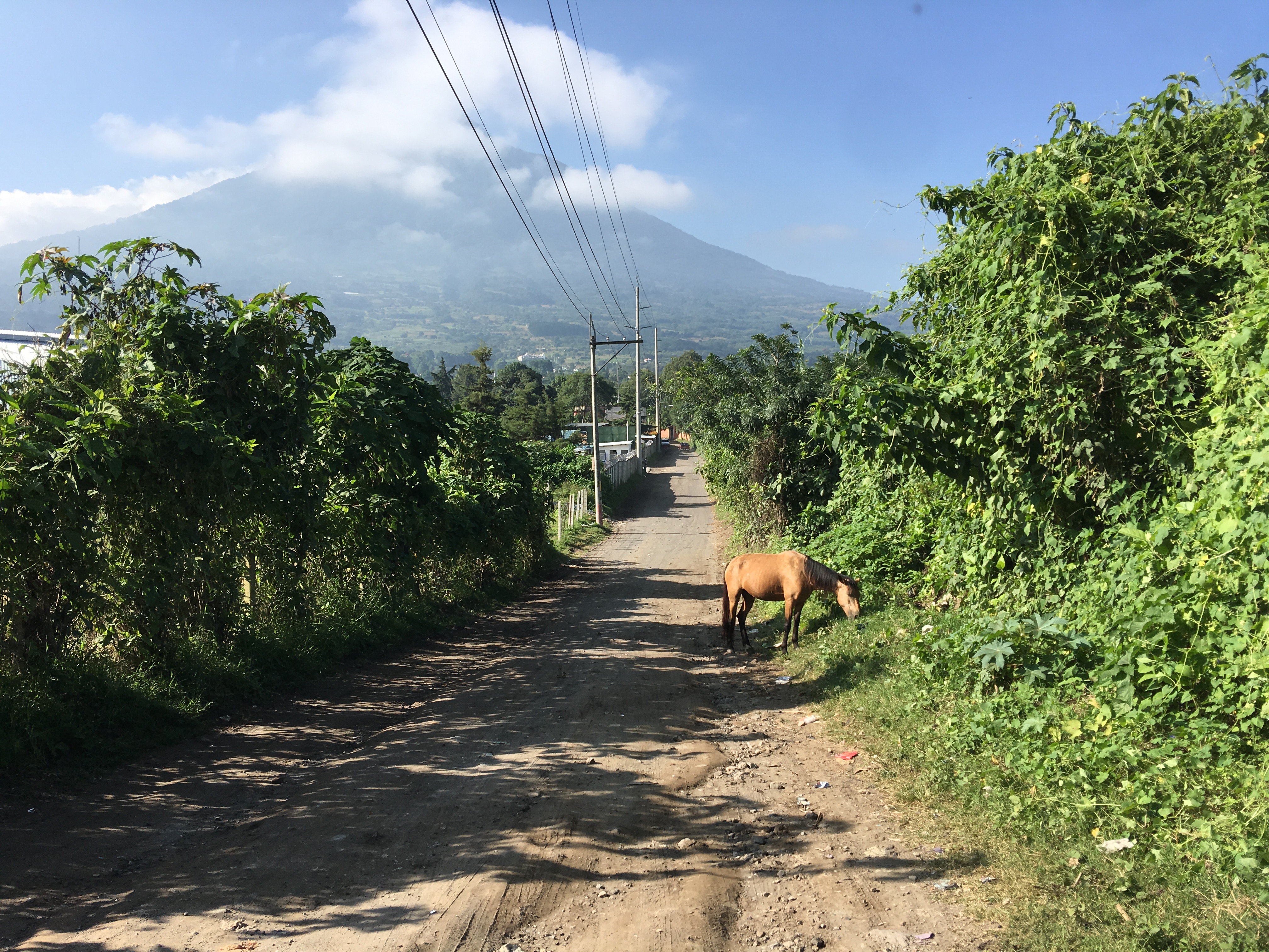 Morning Jog 1
