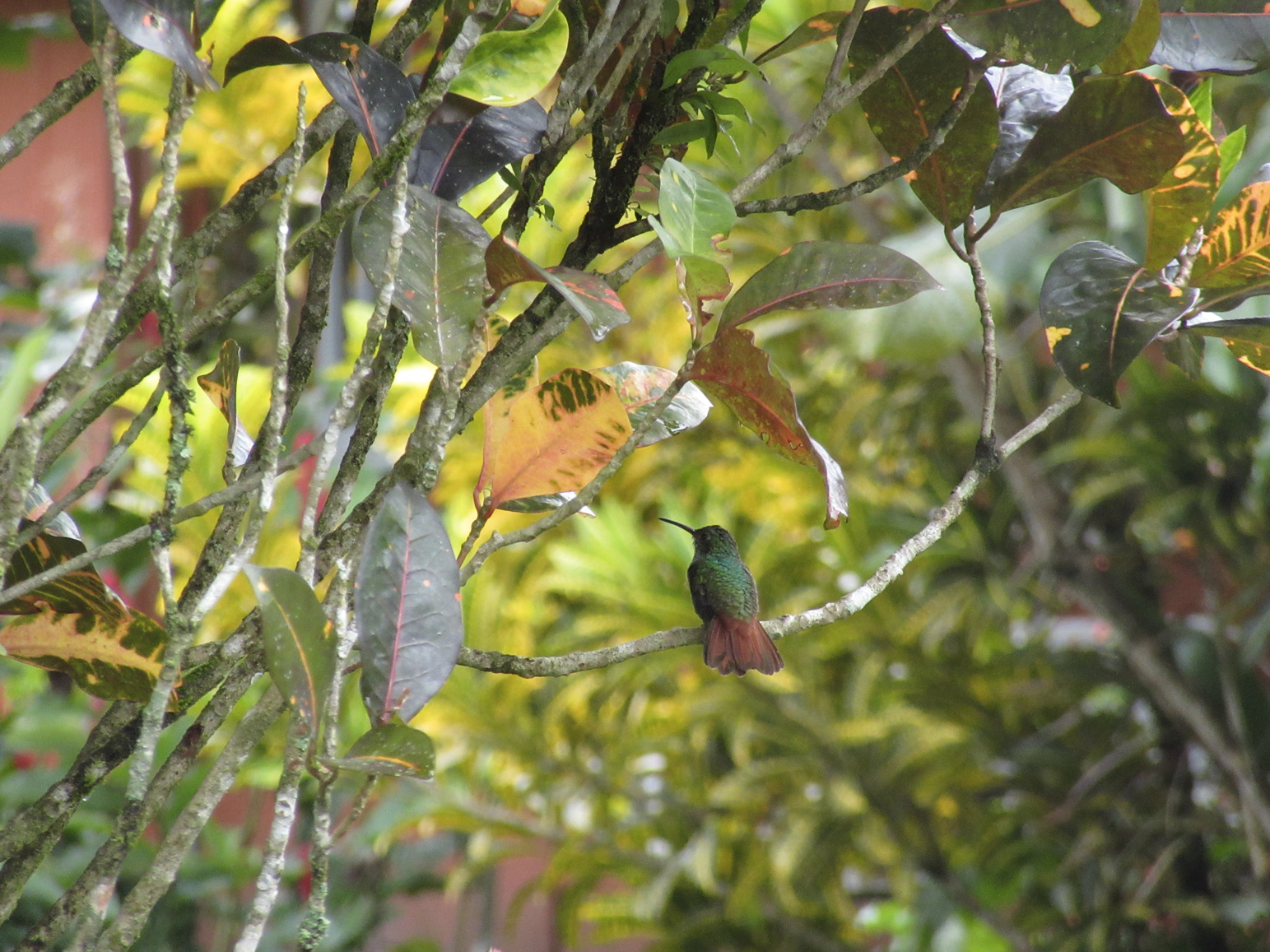 Tropical Flowers 1