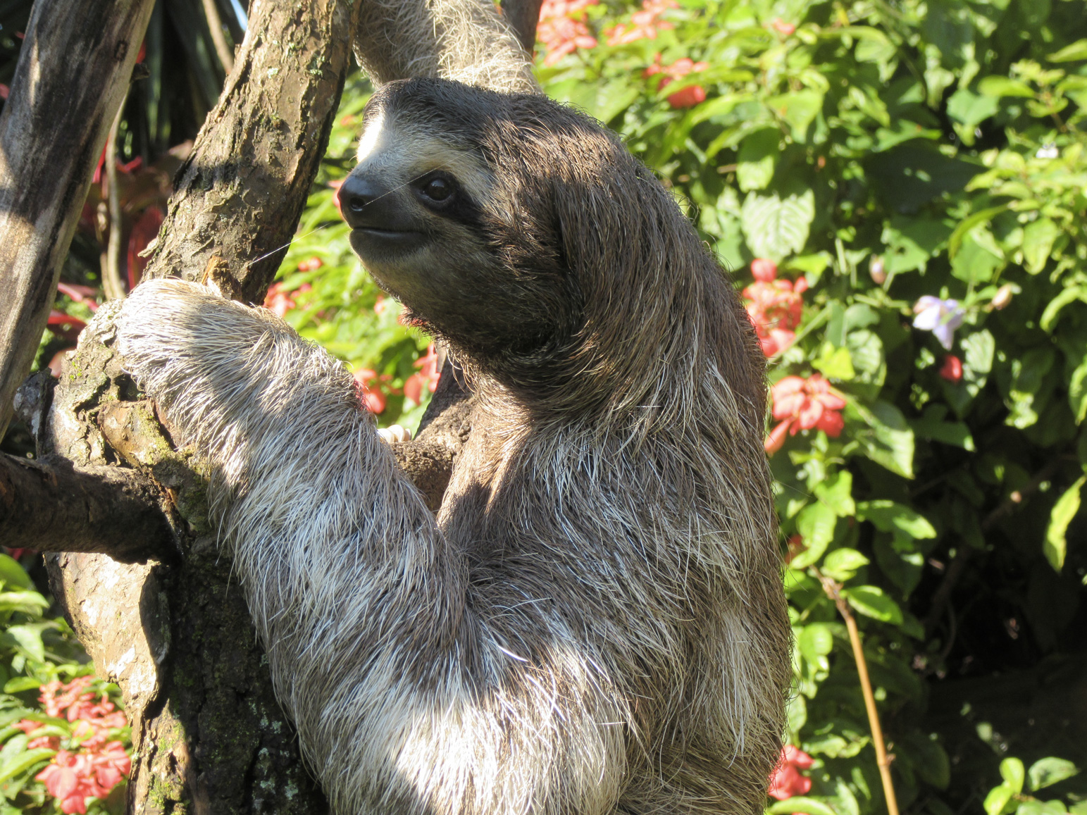 Sloth