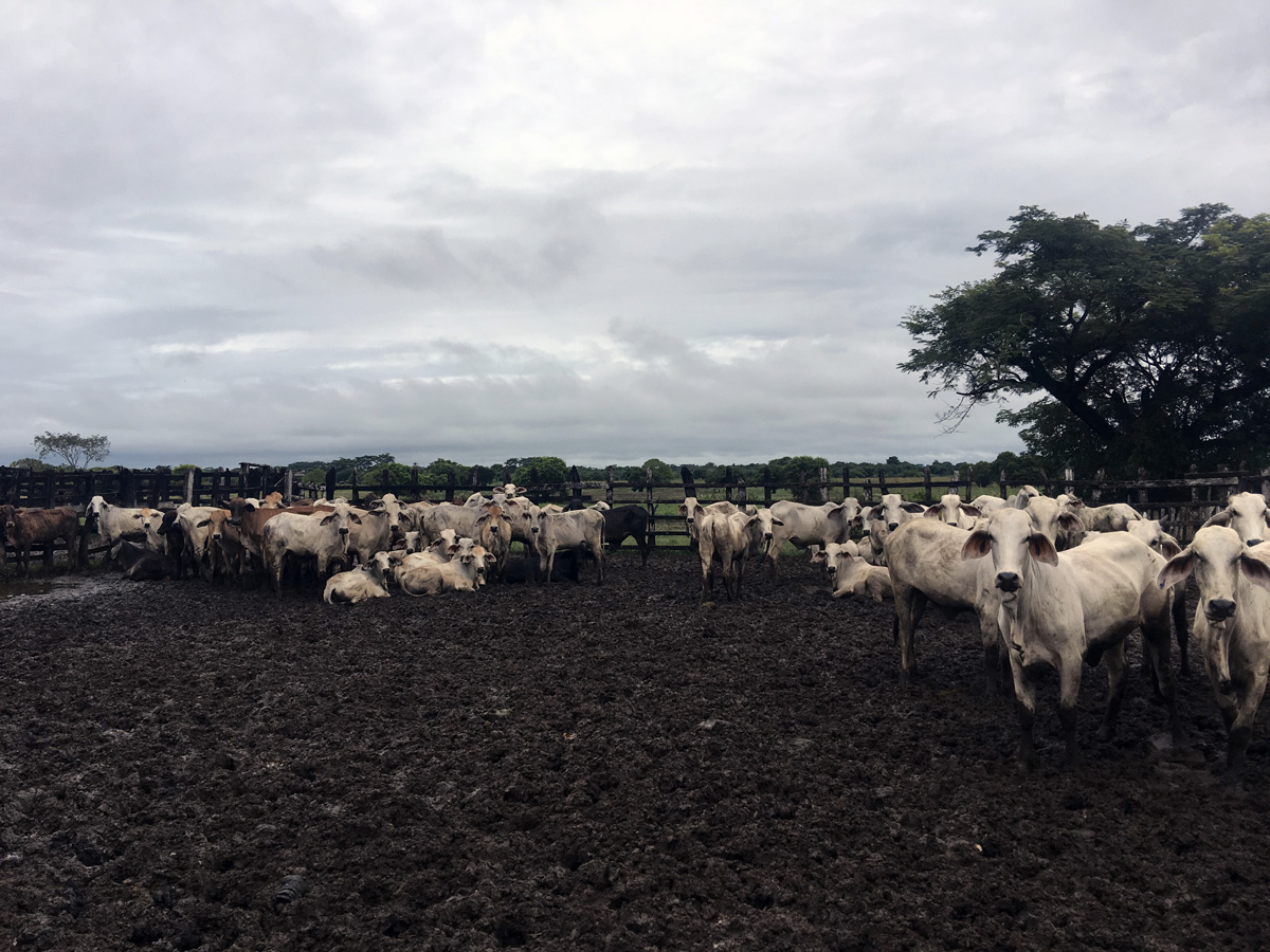 Curious Cows
