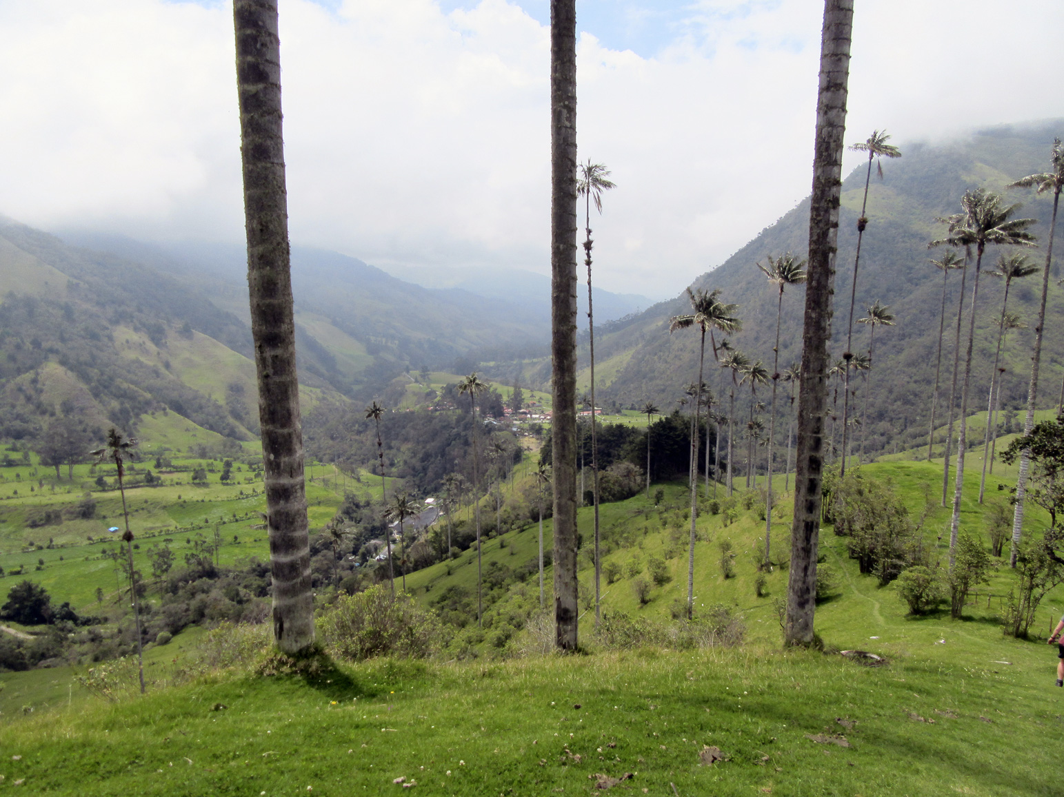 Forêt de palmiers 1