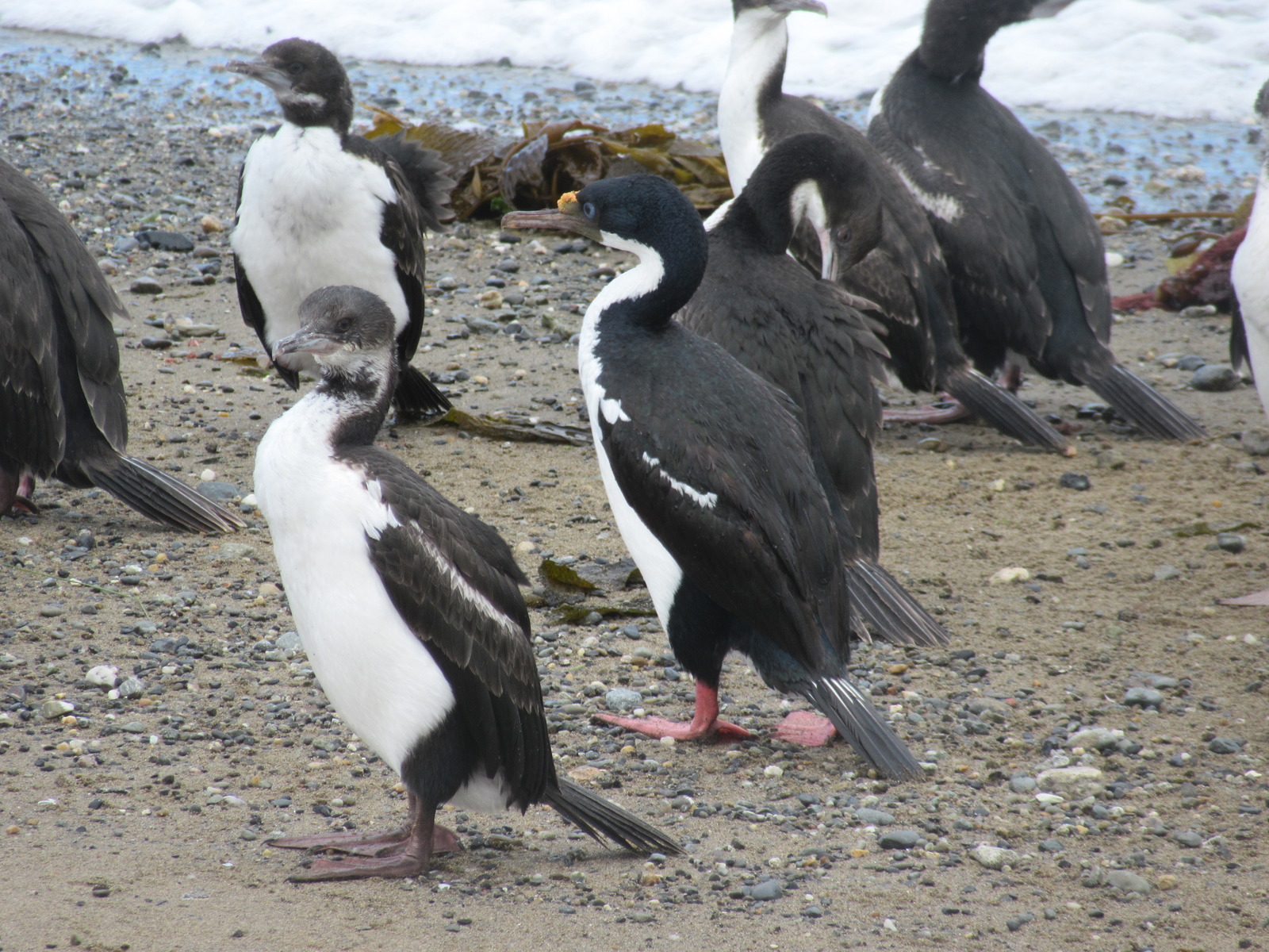 2017-02-03-punta-arenas-52